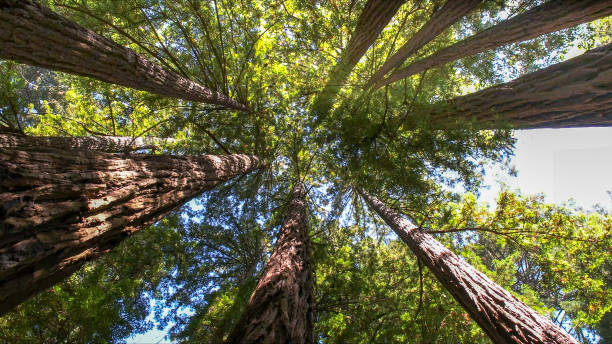 The Steps Involved in Our Tree Care Process in Lucas Valley Marinwood, CA